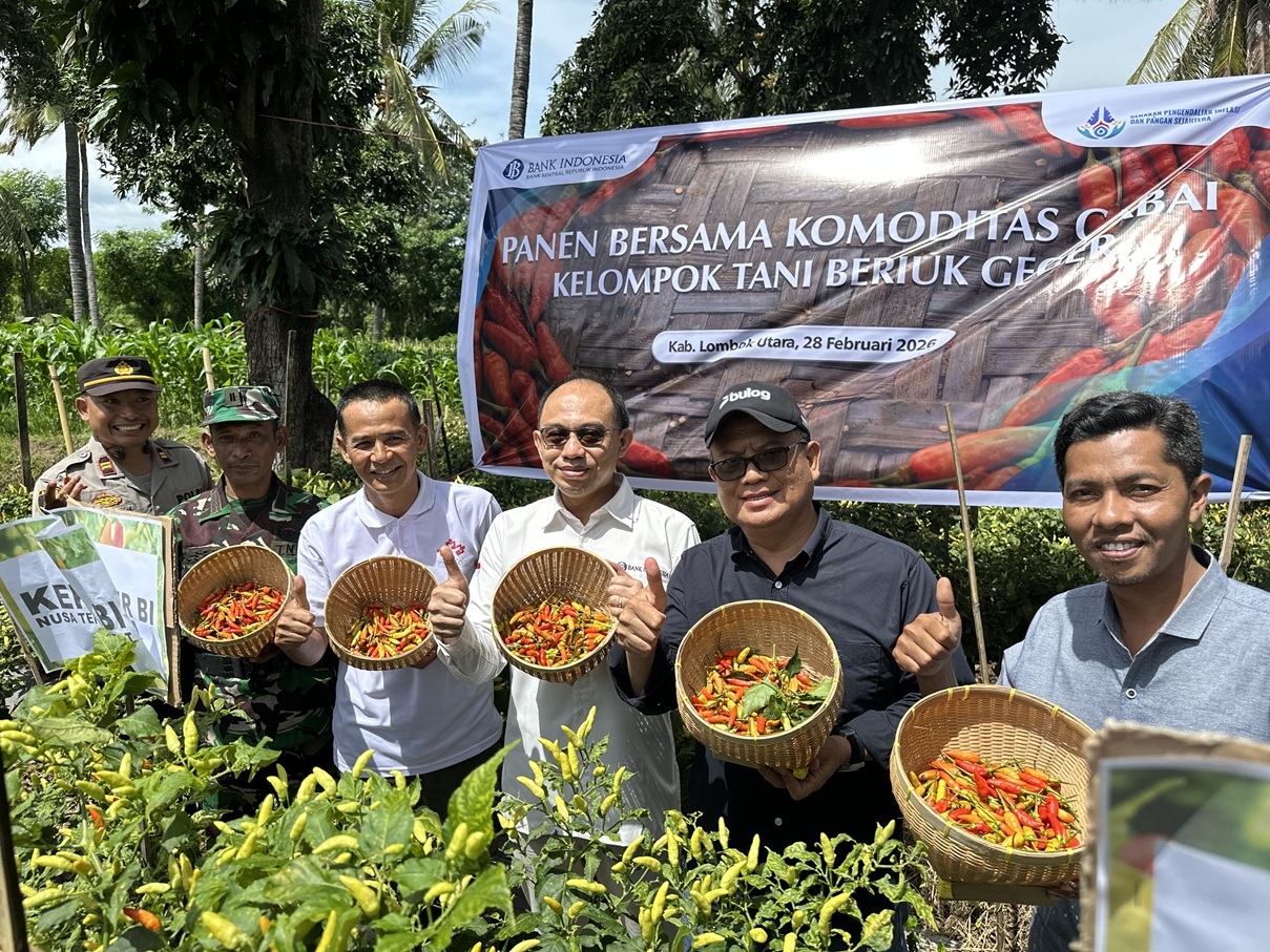 PANEN RAYA: Kepala BI NTB Hario K Pamungkas (tiga kanan) saat melakukan panen raya cabai rawit petani binaan di Lombok Utara, Jumat (27/2).
