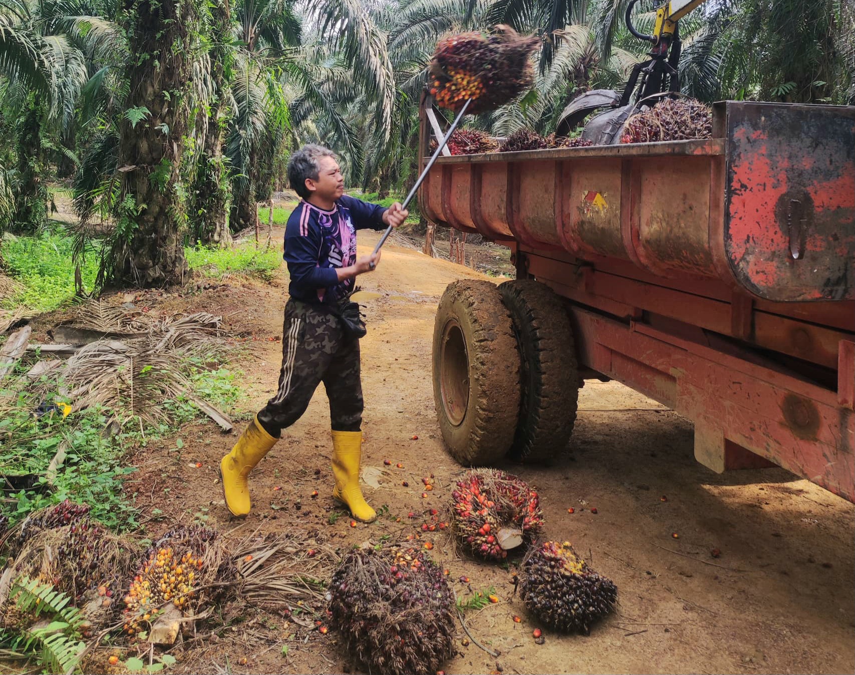 PEJUANG KELUARGA: Kazirin, warga asal Gerung Lombok Barat saat mengangkat buah sawit ke atas truk pengangkut perkebunan ladang sawit Malaysia.