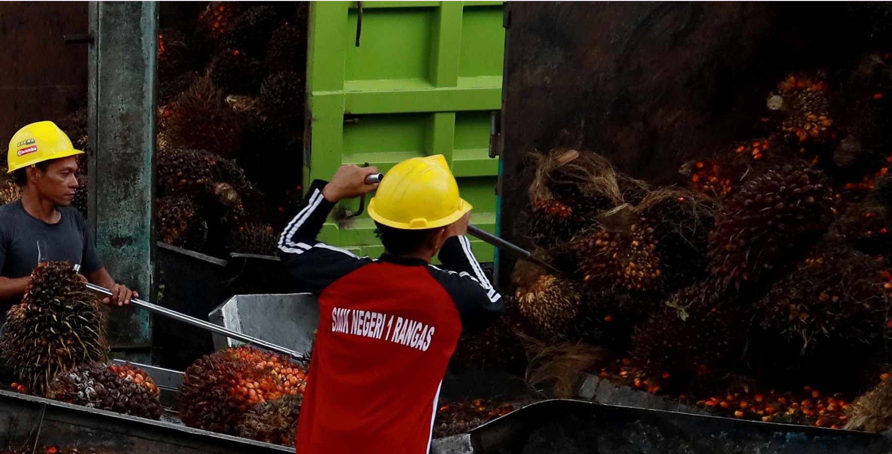 Dua orang pekerja sedang bongkar sawit.
