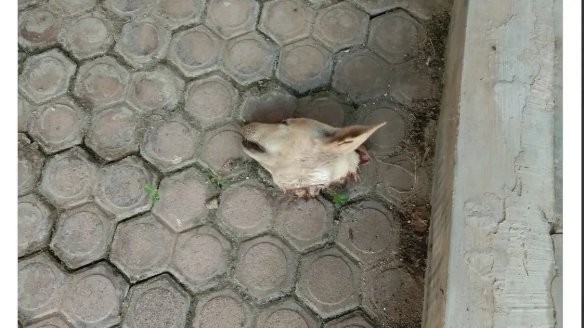 Bangkai kepala anjing yang dikirim ke rumah orang tua Palti Hutabarat di Sumut. (Istimewa)