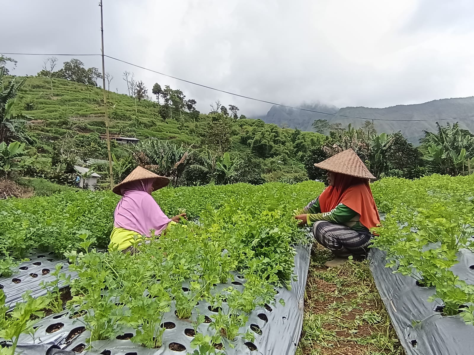 Petani Sembalun memanen sayur seledri di lahan pertanian miliknya.
