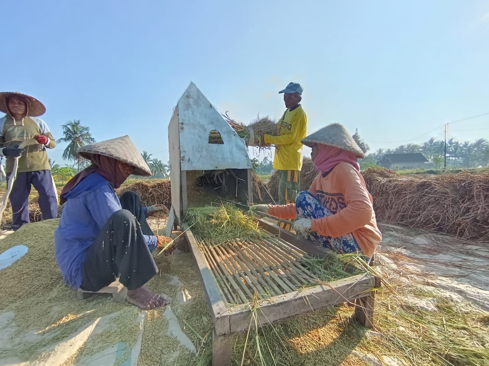 KETAHANAN PANGAN: Petani Bersiap menjemur gabah hasil panen di Lombok Timur. Produksi padi pada Musim Tanam 1 tahun ini meningkat hingga 7,5&mdash;8 ton per hektare.