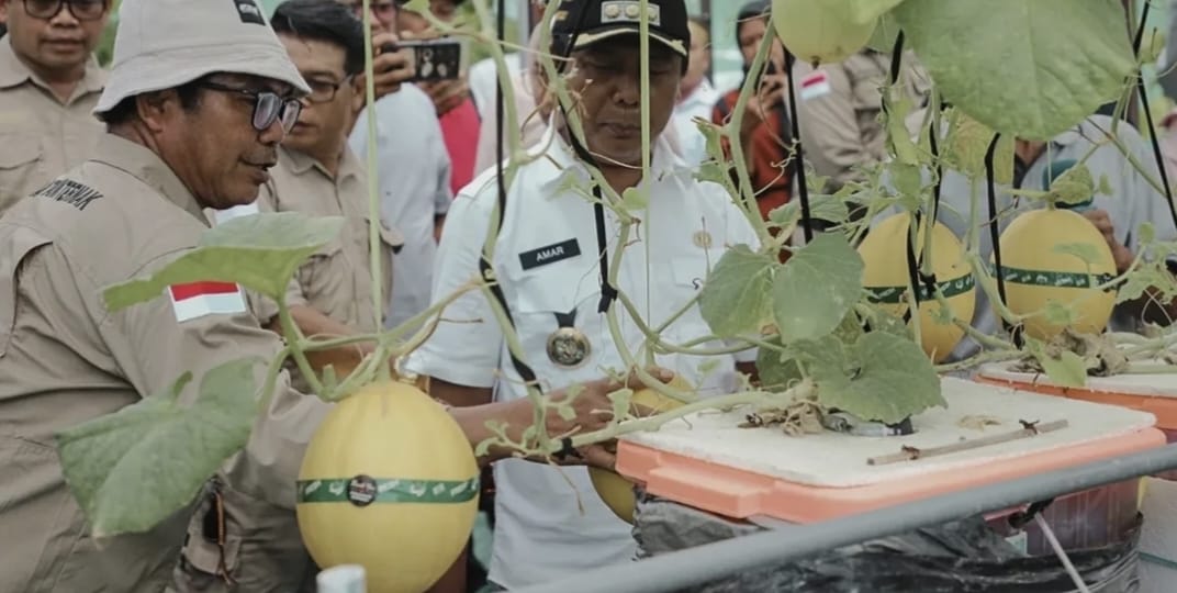 Bupati KSB Amar Nurmansyah saat panen perdana melon hultikultura di Kecamatan Poto Tano, beberapa hari lalu. 