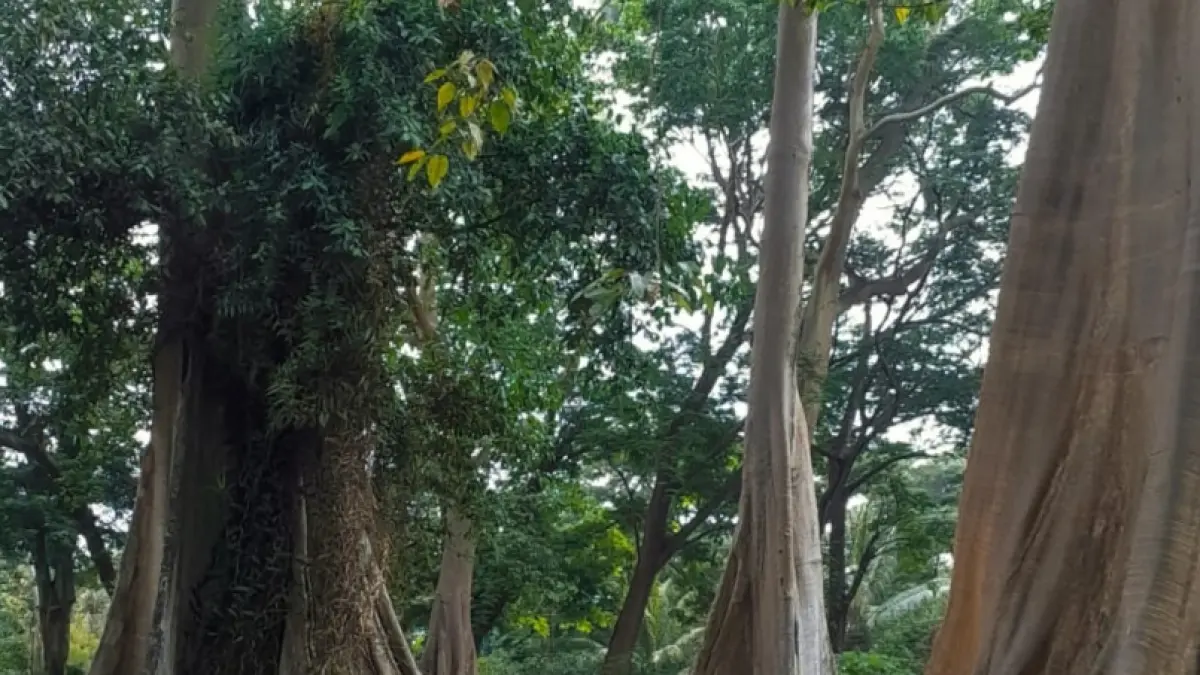 WISATA POHON PURBA: Pengunjung wisata pohon Purba Kayu Lian di Desa Gunung Malang, Kecamatan Pringgabaya, saat mengabadikan momen di salah satu spot foto yang dibuat. 
