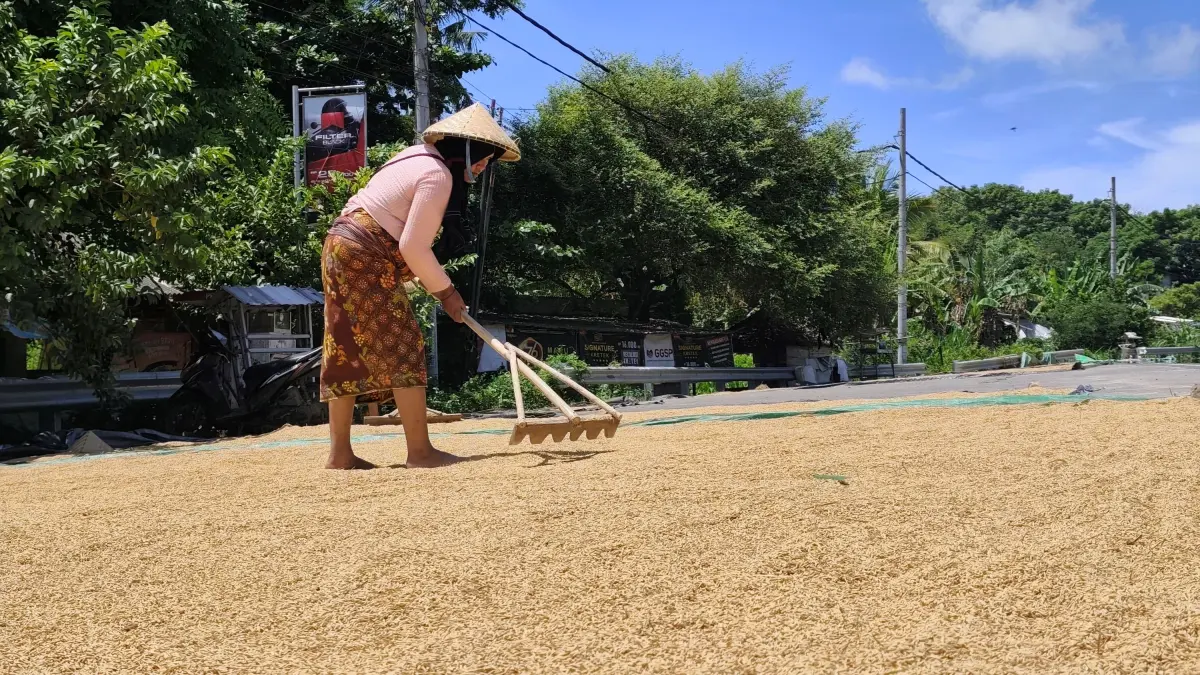 Seorang buruh tani sedang menjemur gabah di bahu jalan raya depan Sirkuit Internasional Mandalika, Lombok Tengah, Selasa (7/4). (Dewi/Lombok Post) 