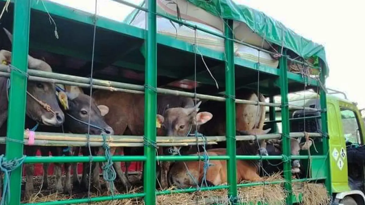 Sapi-sapi yang kebanyakan berasal dari Pulau Sumbawa, diangkut menggunakan kapal khusus hewan ternak, untuk dibawa dan dijual oleh pelaku usaha peternakan, di Pulau Jawa terutama di Jabodetabek, menjadi hewan kurban saat Iduladha. (DISKOMINFOTIK NTB FOR LOMBOK POST)