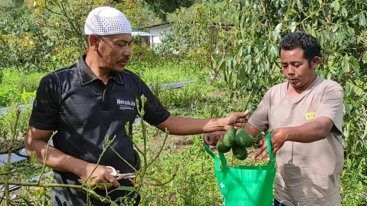 PANEN ALPUKAT:&nbsp; Aras salah seorang petani alpukat di Kecamatan Sembalun saat memetik alpukat Hass miliknya&nbsp;(Supardi/Lombok Post)
