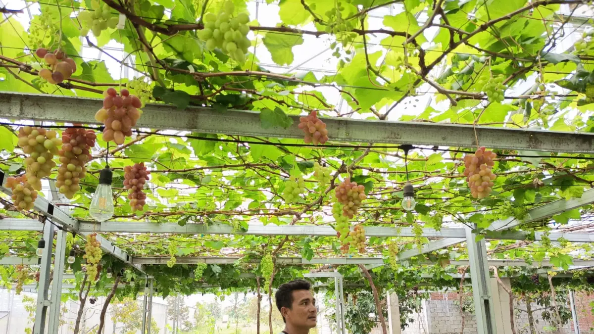 AGROWISATA: Husni Mubarak pemilik agrowisata anggur dan melon Desa Kenek Duren saat mengecek kondisi buah melon miliknya yang beberapa minggu lagi siap panen. (SUPARDI/LOMBOK POST)