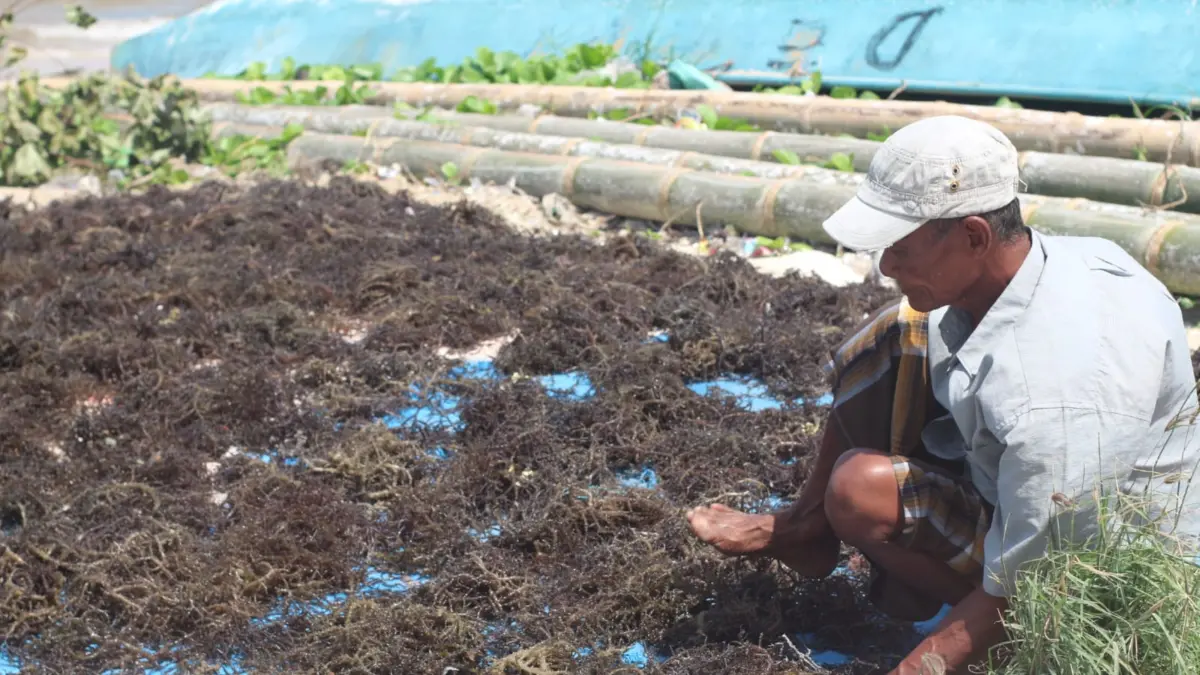 BELUM OPTIMAL: Seorang nelayan menjemur hasil rumput laut di pesisir pantai beberapa waktu lalu. (Dok/Lombok Post) 
