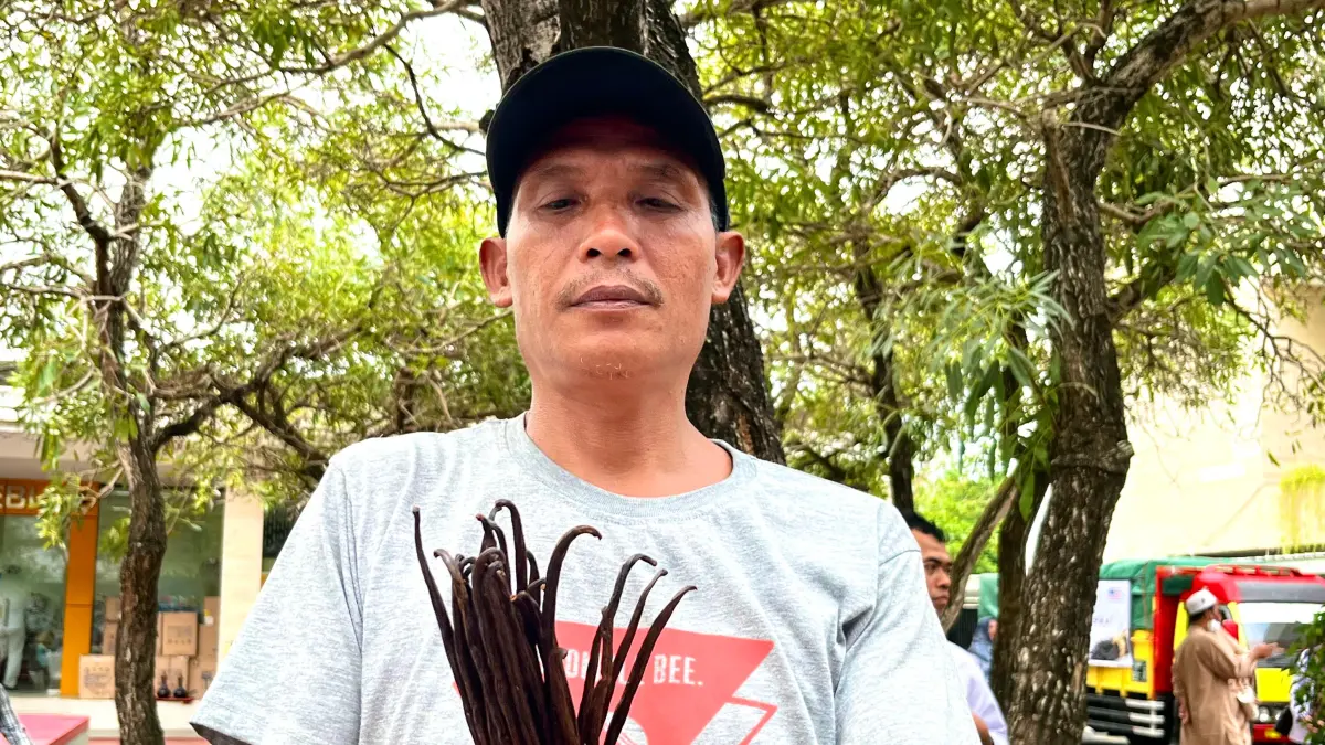 KUALITAS TERBAIK: Vanili organik Lombok yang sudah tembus pasar ekspor, beberapa waktu lalu. (FERIAL/LOMBOK POST)