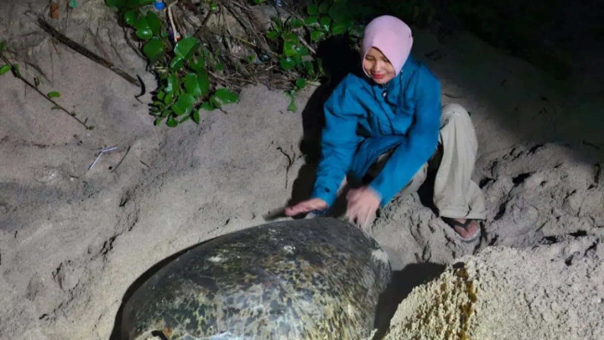 PLN UIW NTB dukung konservasi penyu mawil di Talonang Baru, Sumbawa Barat. (Istimewa)