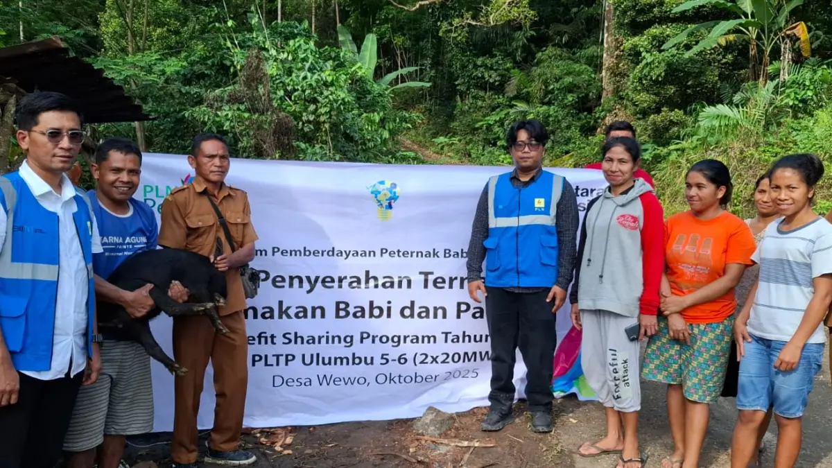  Penyerahan bantuan ternak babi kepada masyarakat Desa Wewo, Kecamatan Satar Mese, Kabupaten Manggarai, pada Oktober 2025. Kini, bantuan dari PLN UIP Nusra itu mulai menunjukkan hasil nyata. (Istimewa)