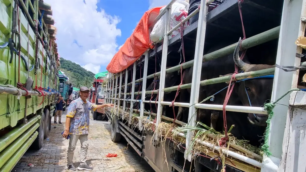 PENYUPLAI HEWAN KURBAN: Kepala Disnakkeswan NTB Muhammad Riadi, saat meninjau langsung distribusi hewan kurban yang akan dikirim menuju Jabodetabek, melalui Pelabuhan Gili Mas, Lombok Barat, Rabu (15/4). (DISNAKKESWAN NTB FOR LOMBOK POST)