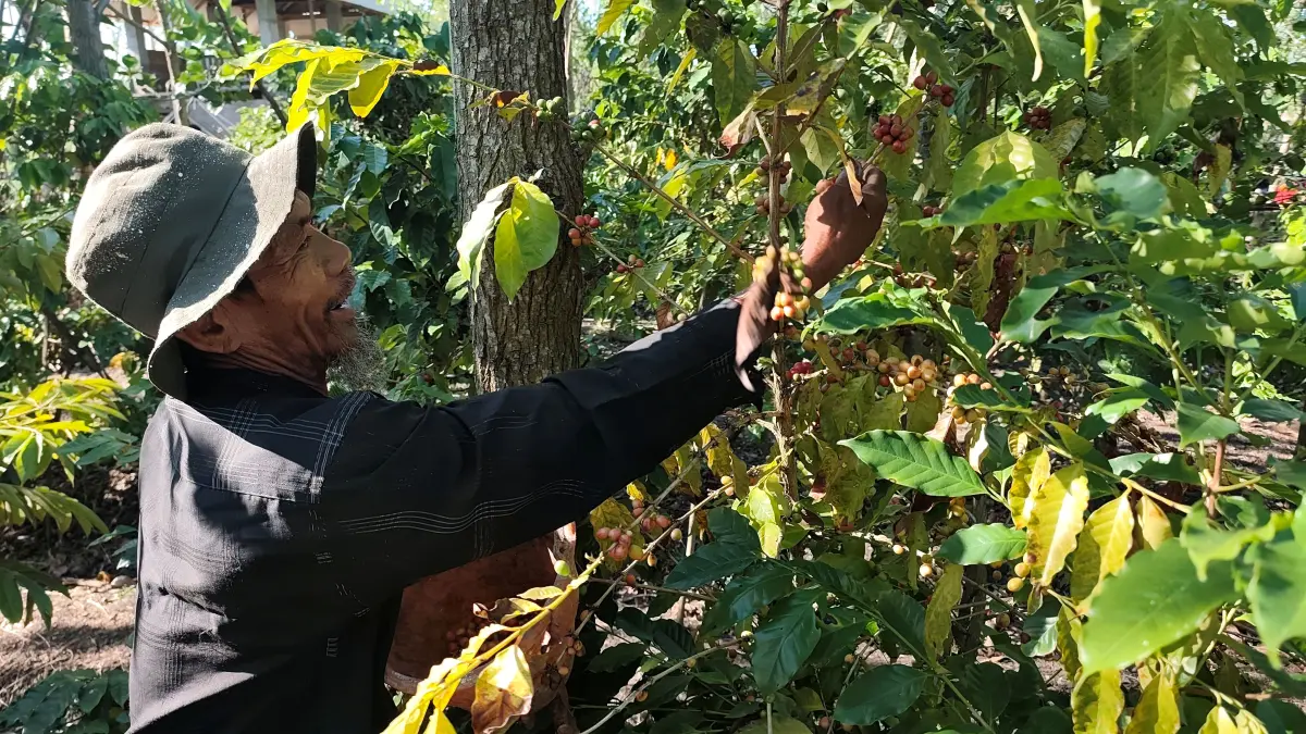 Rakib memetiki biji kopi yang siap panen di lahan tadah hujan miliknya di Dusun Kadik II, Desa Segala Anyar, Pujut, Lombok Tengah, Senin (13/4). (Dewi/Lombok Post) 