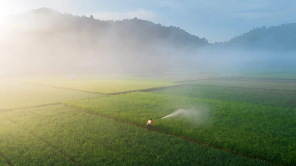 JAGA KESUBURAN TANAH: Petani menyemprotkan pupuk pada tanaman padi, di lahan persawahan miliknya sebagai upaya menjaga kesuburan tanah dan meningkatkan daya tahan tanaman menghadapi musim kemarau yang diperkirakan segera tiba. (IVAN/LOMBOK POST)