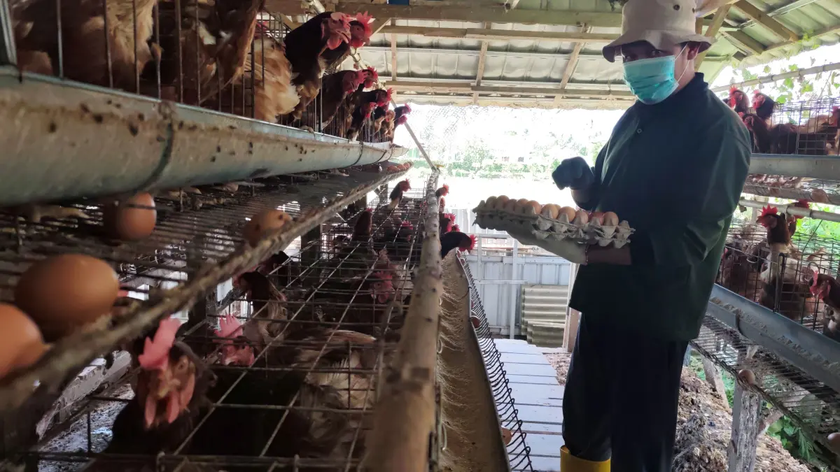 Muahri memanen ratusan butir telur ayam hasil beternak ayam petelur di pekarangan rumah miliknya, Desa Segala Anyar, Pujut, Lombok Tengah, Rabu (15/4). (Dewi/Lombok Post) 
