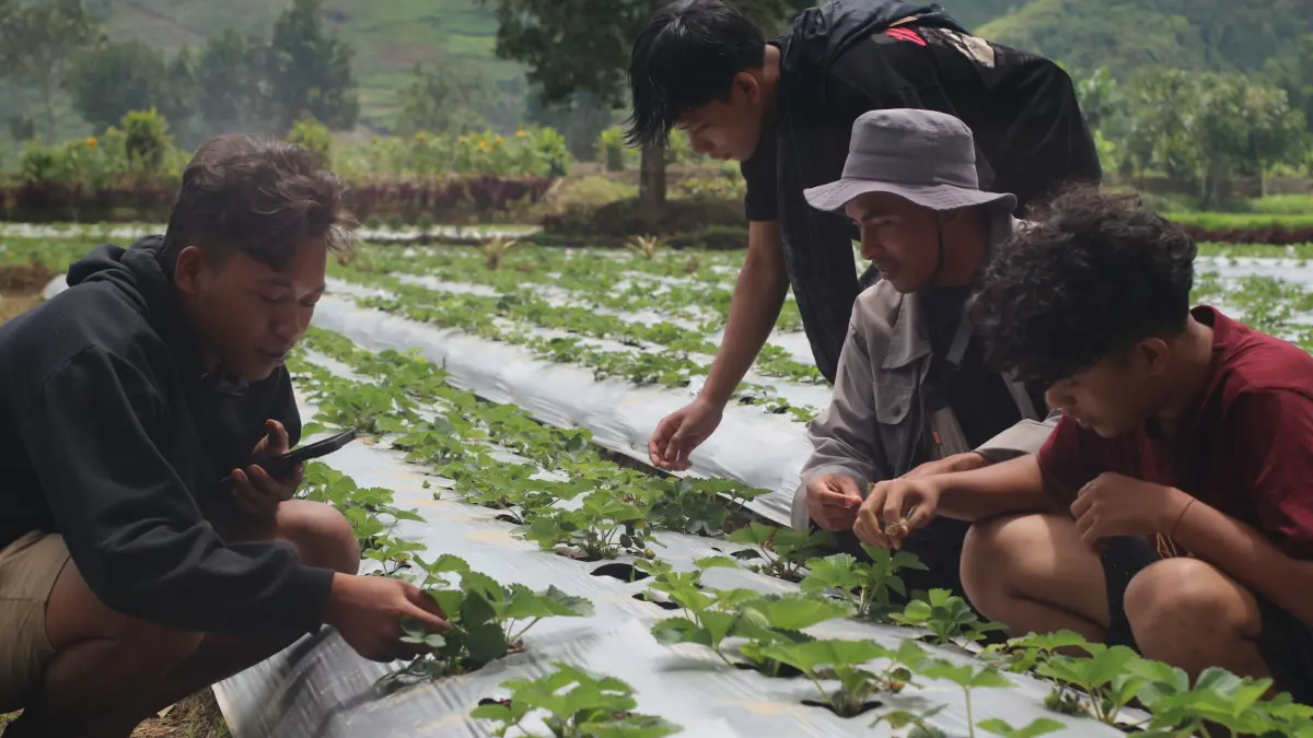 PENGGERAK EKONOMI: Ikin bersama&nbsp; sejumlah pengelola Monjet stroberi Sembalun saat melihat kondisi tanaman milik petani binaan yang mulai berbuah. (SUPARDI/LOMBOK POST)