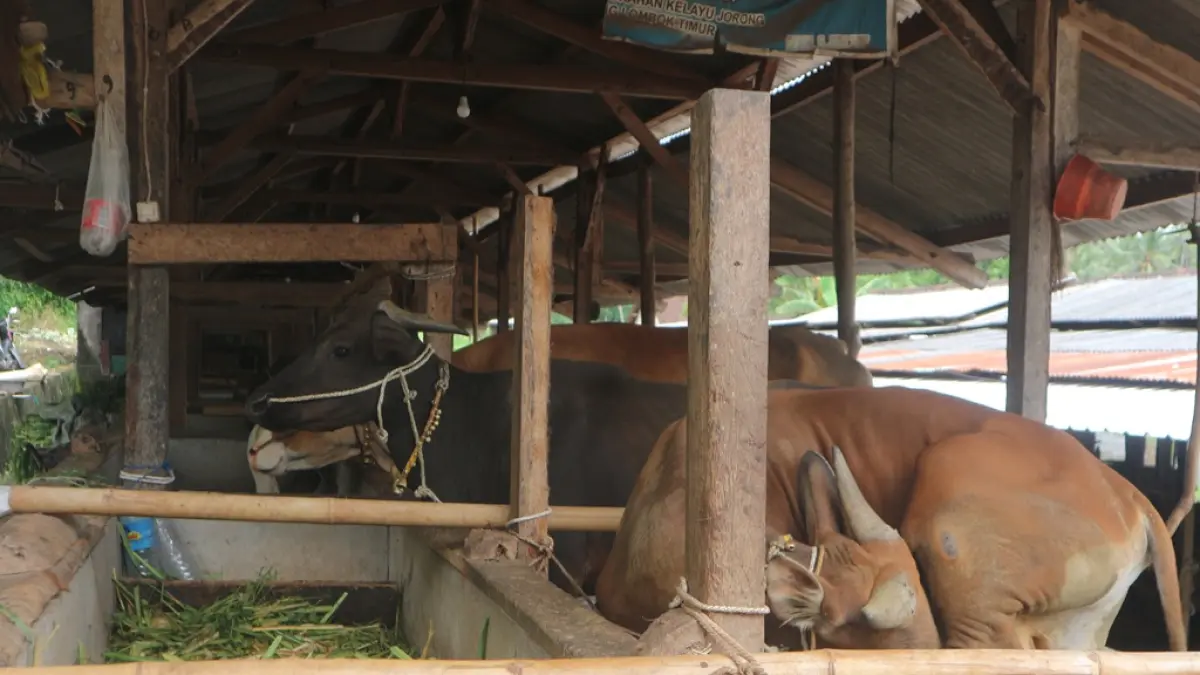 SAPI TERNAK: Sejumlah sapi jenis sapi Bali milik salah seorang peternak di Lombok Timur sedang menyantap makanan. (DOK/LOMBOK POST)