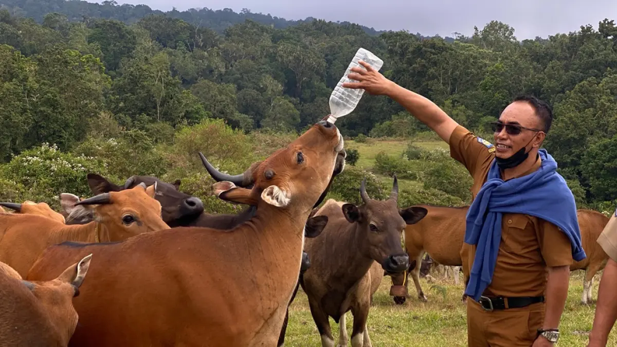 BERIKAN MINUM: Zulfan Asri Kabid Peternakan Disnakeswan Lotim saat memberikan sapi ternak minum yang di ternak menggunakan metode umbaran di Kecamatan Sembalun belum lama ini. (ZULFAN ASRI UNTUK LOMBOK POST)