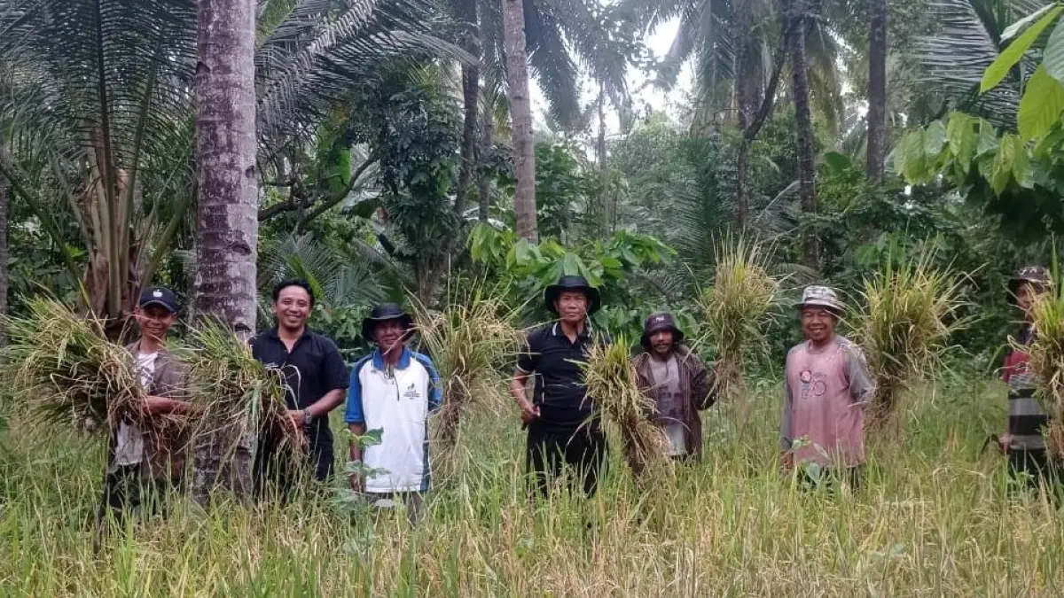 SUKSES DITANAM: Wakil Ketua DPRD KLU Hakamah (tengah) ikut panen padi Gogo di Desa Rempek, Kecamatan Gangga. (IST/LOMBOK POST)