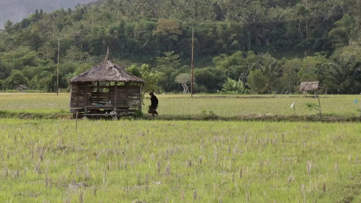 DILANDA KEMARAU: Seorang petani yang sedang beraktivitas di dekat gubuk, beberapa waktu lalu. 