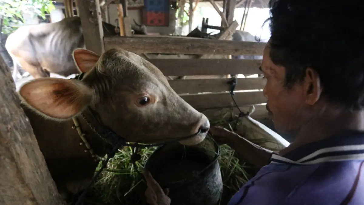 PENGAWASAN KETAT: Seorang peternak memberi makan sapinya beberapa waktu lalu. 