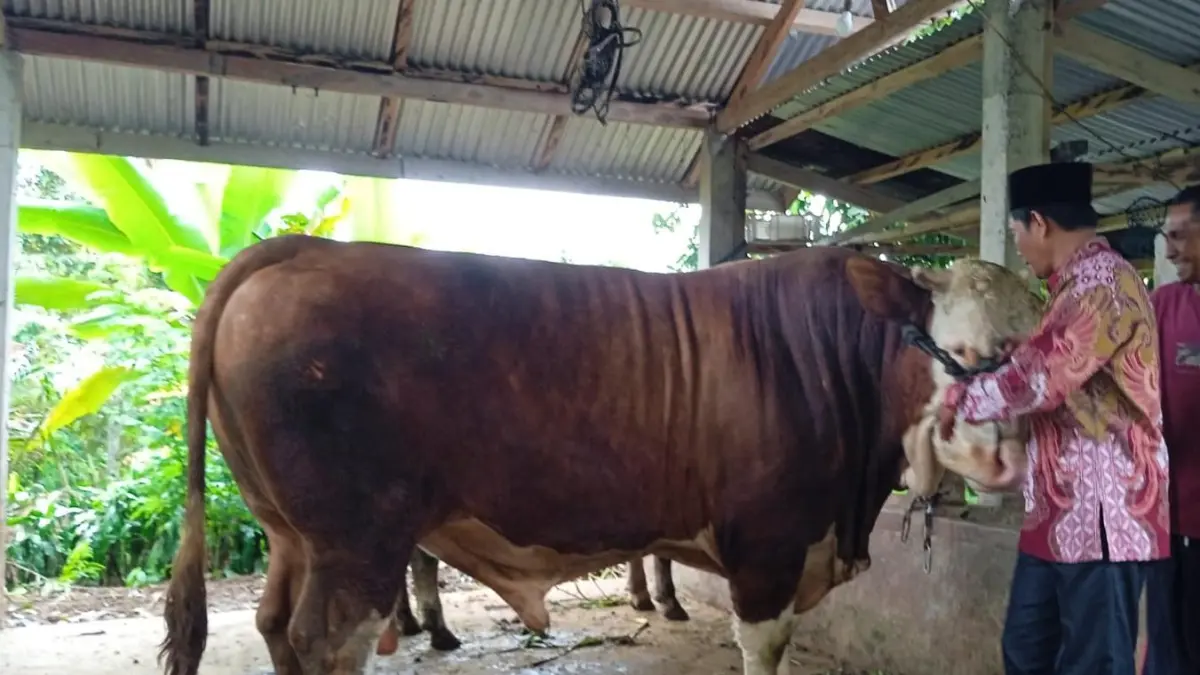 DITENTUKAN PUSAT: Pemda KLU saat ini sudah mengusulkan 10 sapi milik peternak KLU sebagai hewan kurban presiden. (IST/LOMBOK POST)