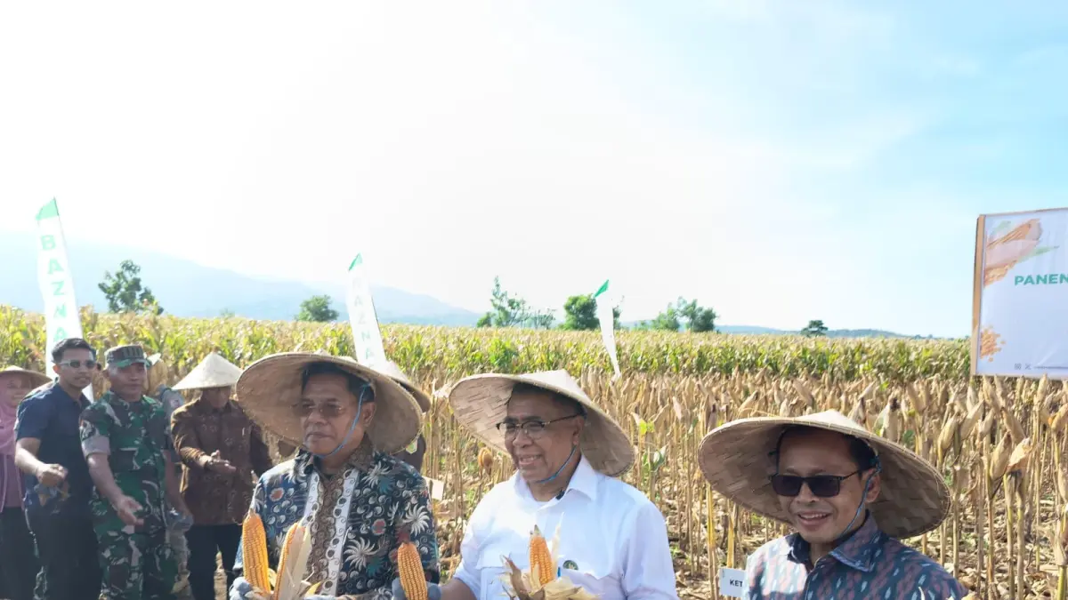 PANEN RAYA: Bupati Lotim bersama Ketua Baznas RI saat melakukan panenan raya jagung di Desa Gunung Malang, Kecamatan Pringgabaya. (SUPARDI/LOMBOK POST)