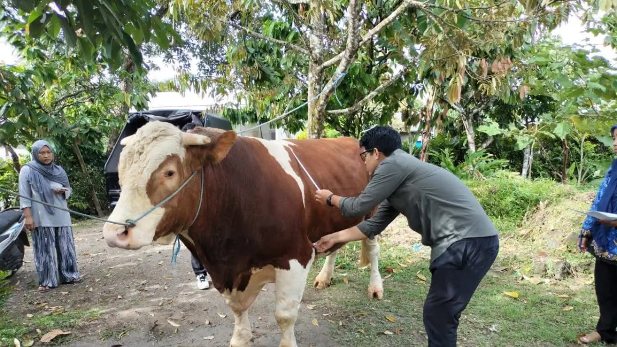 Tim dari Disnakkeswan NTB saat melaksanakan identifikasi dan seleksi calon ternak untuk program Bantuan Kemasyarakatan (Banmas) Sapi Presiden 2026 di Desa Genggelang, Lombok Utara, beberapa waktu lalu. (DISNAKKESWAN NTB FOR LOMBOK POST).