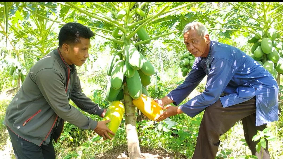 PEPAYA CALIFORNIA: Agus Masri Hadi saat memetik pepaya California yang sudah matang di lahan miliknya