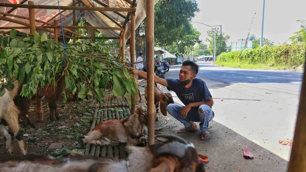 SIAP POTONG: Kambing yang dijajakan di salah satu sudut Kota Mataram untuk kegiatan kurban Iduladha, Selasa (5/5). (IVAN/LOMBOK POST)