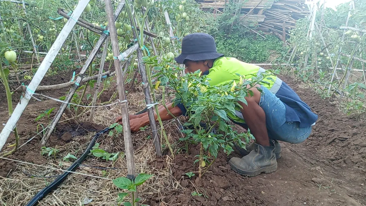 IRIGASI TETES: Rozi salah seorang Petani Desa Suela saat melihat kondisi tanaman tomat miliknya yang ditanam di lahan kering menggunakan irigasi tetes