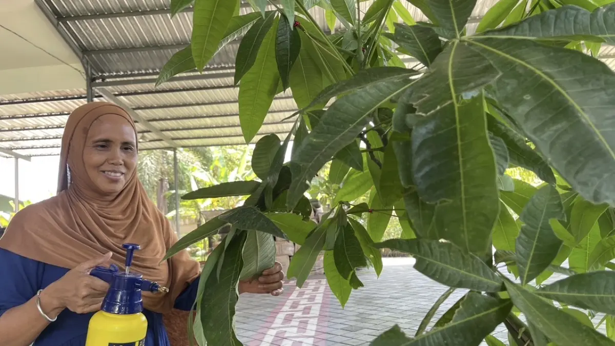 POHON UANG: Inilah pohon uang milik Tono yang berada di kawasan Karang Bedil, Kota Mataram, kemarin (8/5). 

