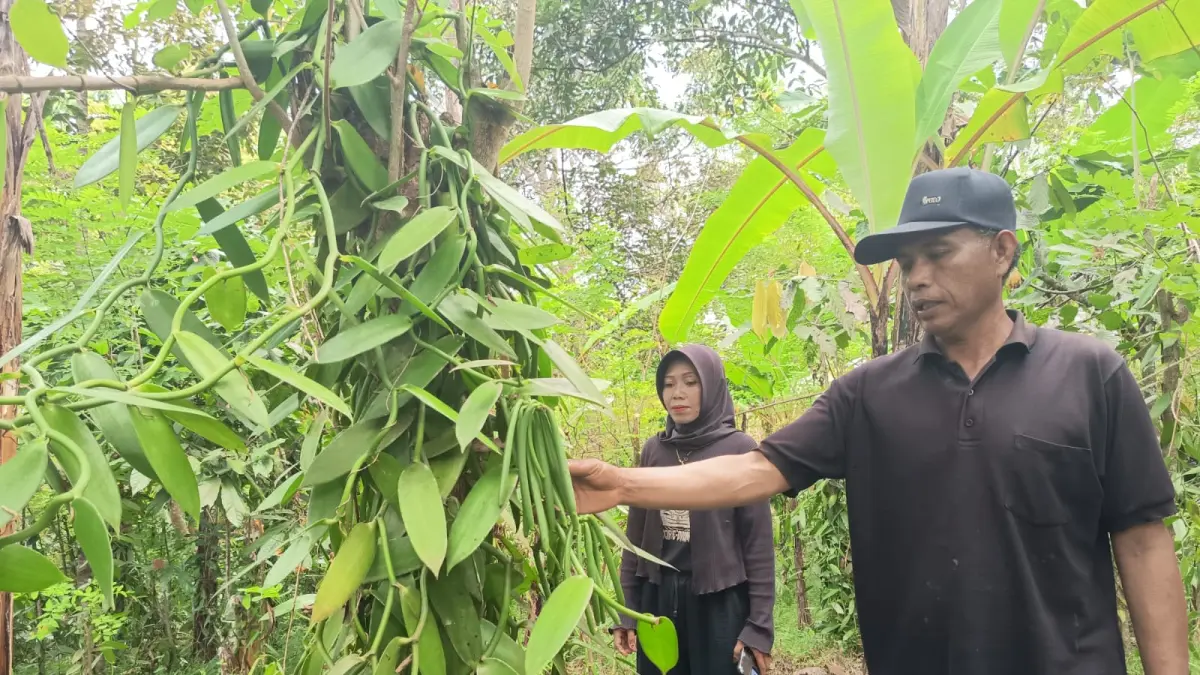 HARGA TINGGI: Tanaman vanili tumbuh subur di Garden Vanili di Dusun Duren, Desa Lenek Duren, Lombok Timur