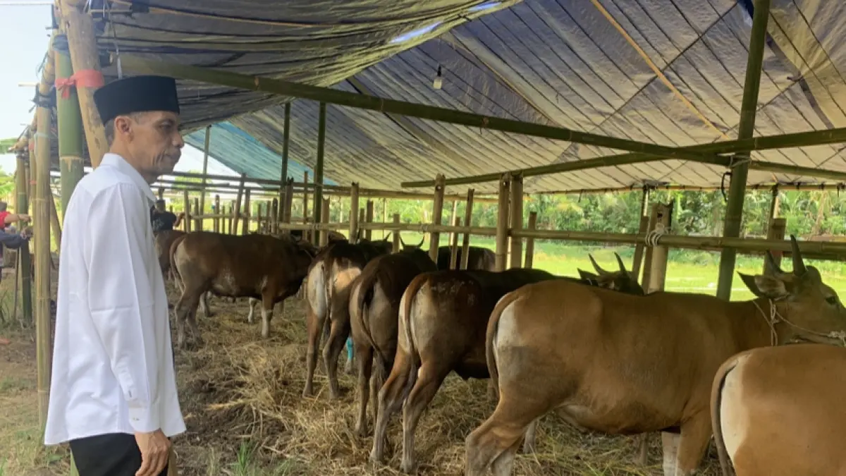 Dinas Pertanian Kota Mataram saat melakukan cek kesehatan pada hewan qurban