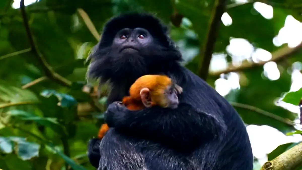 HARUS DILINDUNGI: Induk lutung hitam (Trachypithecus auratus) memeluk anaknya di kawasan Hutan Ulem-Ulem, Resor Tetebatu, SPTN Wilayah II Taman Nasional Gunung Rinjani. (DOK PEH TNGR)