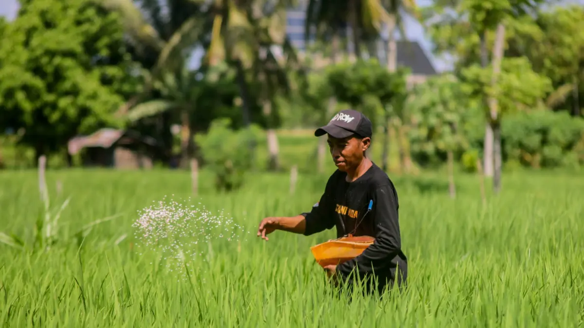 BERIKAN PUPUK: Seorang petani sedang menaburkan pupuk ke tanaman padinya.