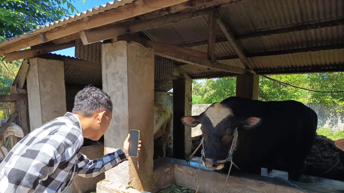 SAPI KURBAN: Sapi milik peternak asal Desa Tirtanadi, Kecam Labuhan Haji yang terpilih sebagai sapi kurban bantuan Presiden