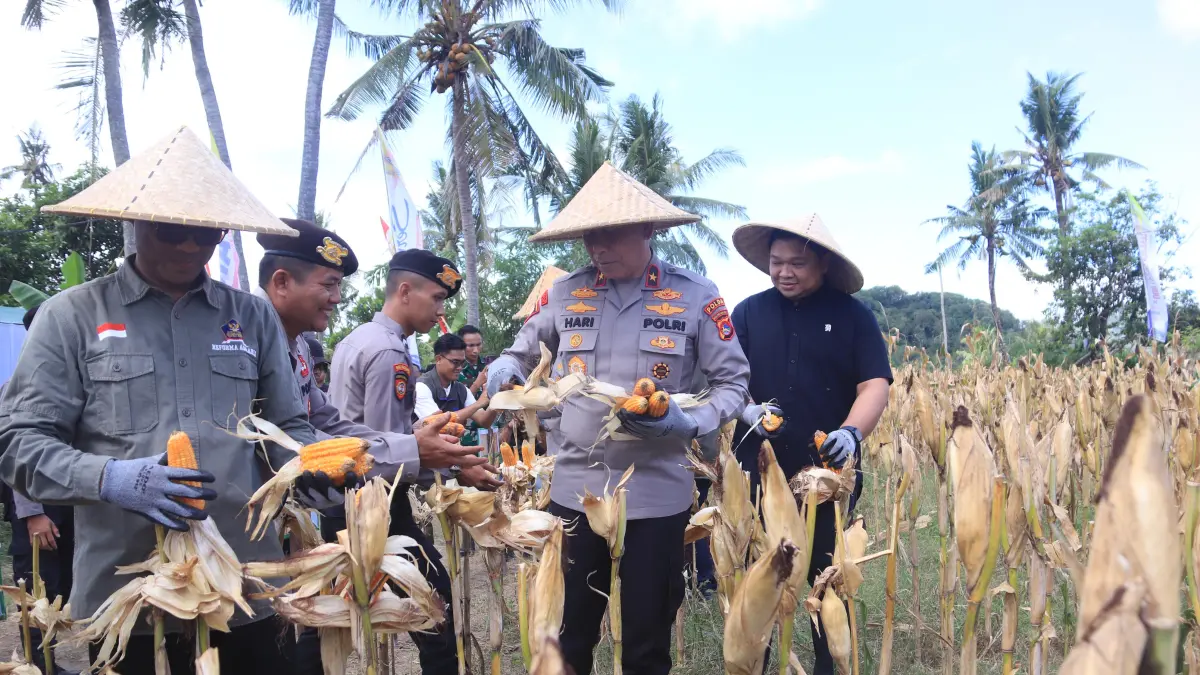 Wakapolda NTB Brigjen Pol Hari Nugroho (dua dari kanan) memimpin panen raya jagung, Sabtu (16/5).
