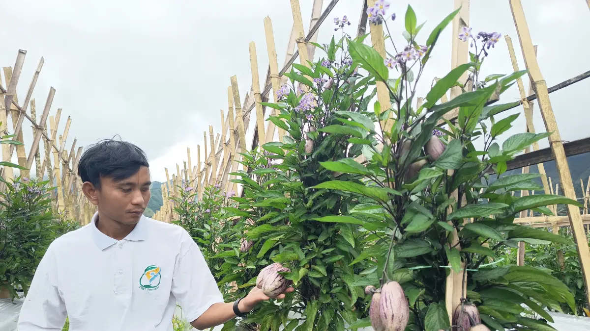 BERTANI: Hosyatillah menanam buah melon Pepino di Desa Sembalun Bumbung, Kecamatan Sembalun
