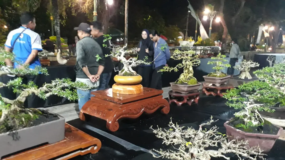 Event ini juga diprediksi menjadi magnet baru bagi pariwisata Mataram, dimana lebih dari 300 bonsai kelas nasional hadir dengan berbagai penampilan yang mempesona.