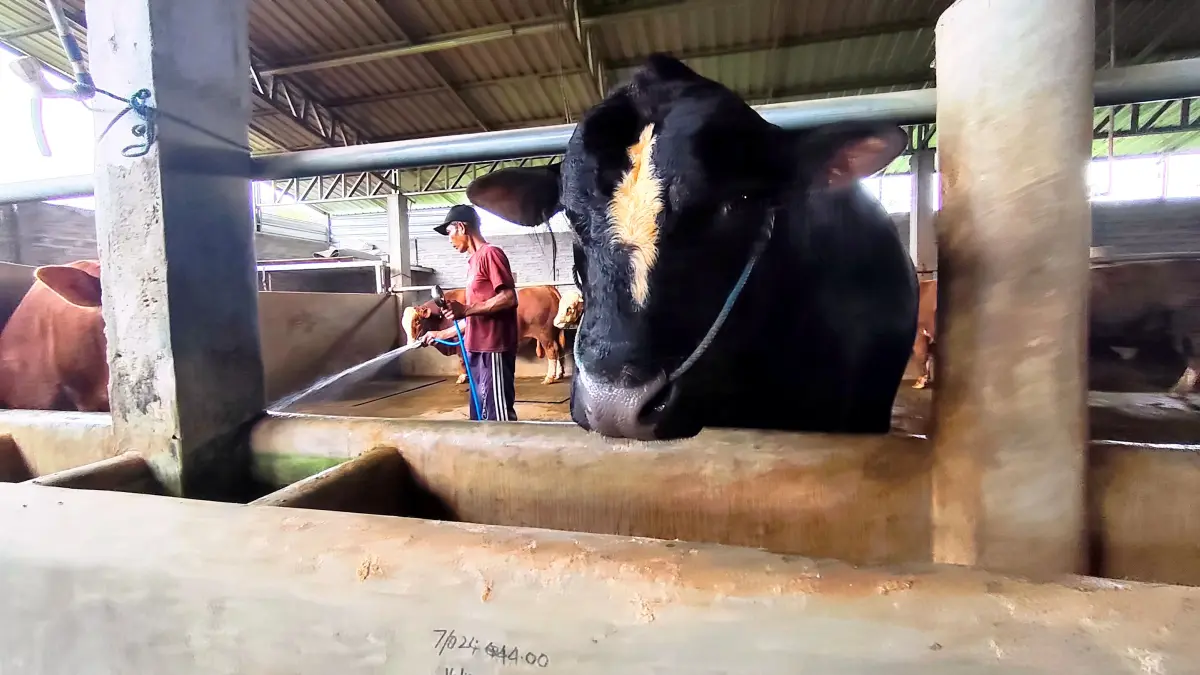 Inilah Black Panther, satu dari tiga ekor sapi jumbo asal Lombok Tengah yang dibeli Presiden Prabowo untuk kurban di Hari Raya Iduladha 1447 Hijriah. (Dewi/Lombok Post) 