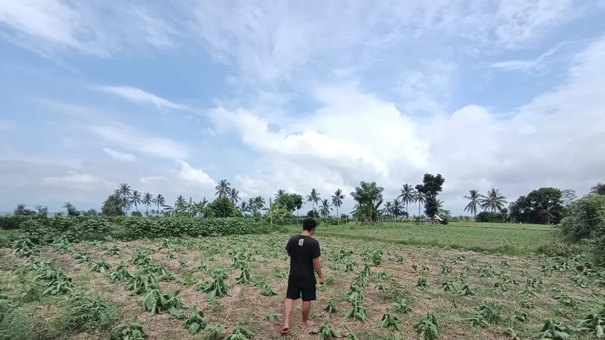 TERDAMPAK HUJAN: Lalu Nurudin Petani tembakau rajang di Desa Ketangga, Kecamatan Suela melihat kondisi tembakau miliknya yang mati setelah diguyur hujan lebat