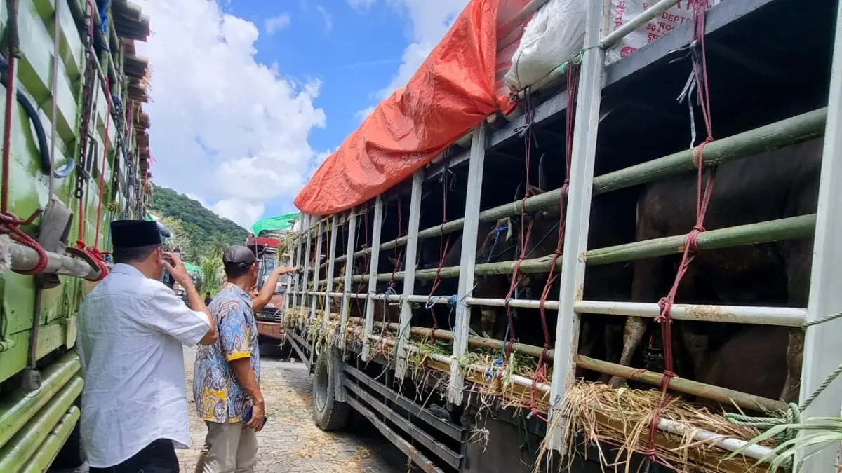 KEBUTUHAN MASYARAKAT: Salah satu truk pengangkut puluhan Sapi dari Pulau Sumbawa, saat mengantre menunggu kapal penyebrangan di Pelabuhan Gili Mas, Lombok Barat, beberapa waktu lalu. (DISNAKKESWAN NTB FOR LOMBOK POST)