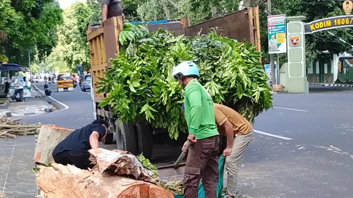Petugas Dinas LH Kota Mataram saat menangani pohon tumbang di depan kantor Gubernur NTB beberapa waktu lalu. 