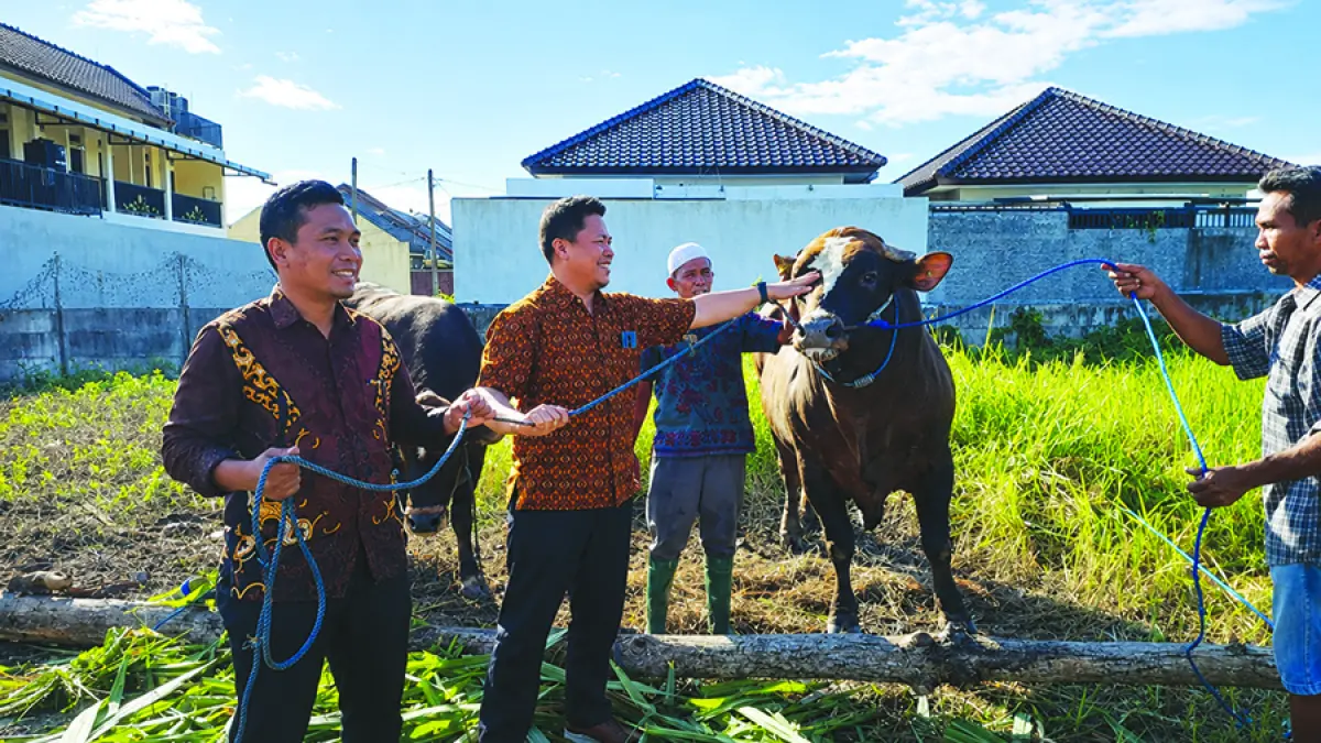 Dirut Bank Dinar Mustaen (dua dari kiri) menyerahkan sapi kurban jenis limosin secara simbolis kepada Ketua LAZ MIM Foundation M Romi Saifudin (kiri), Selasa (26/5). 