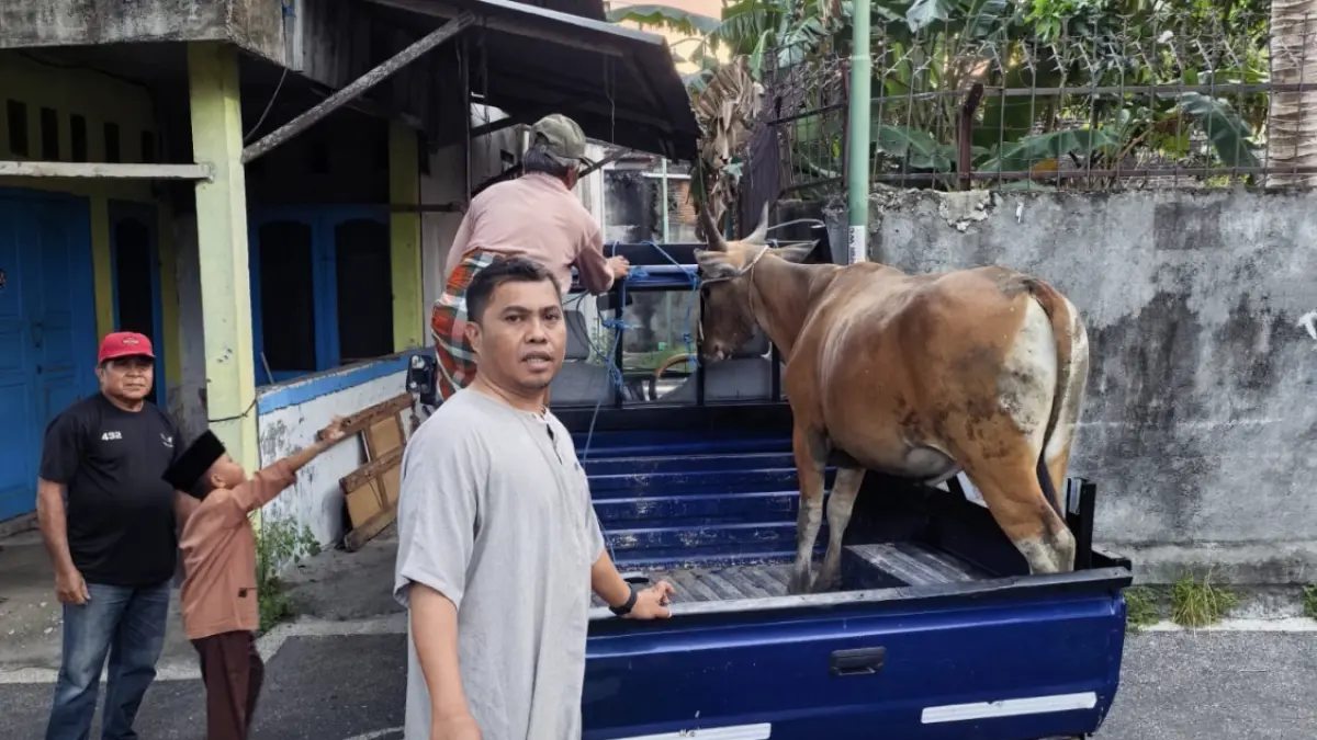 Ketua DPC Gerindra kota Mataram Abd Rachman salurkan tiga ekor sapi kurban dan lima kambing. (DOK. GERINDRA)