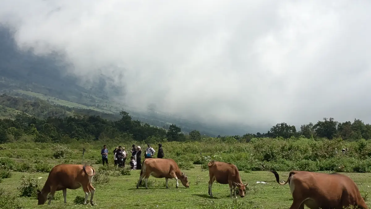 PETERNAKAN UMBARAN: Puluhan sapi milik peternak di Sembalun yang diternak dengan metode umbaran sedang makan di bukit Savana Dandaun.

