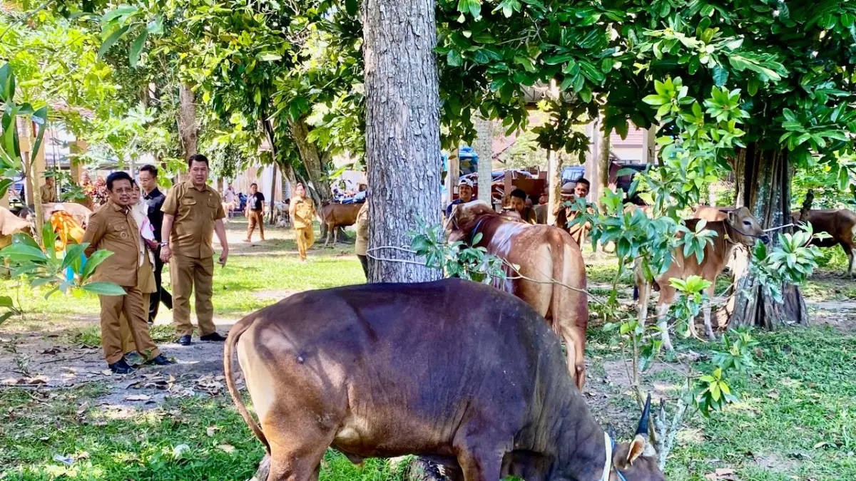 SAPI KURBAN: Bupati Lombok Barat Lalu Ahmad Zaini didampingi Pj Sekda Lobar Ahmad Saikhu saat mengecek sapi kurban untuk Hari Raya Idul Adha, Selasa (26/5). (Toni/Lombok Post)