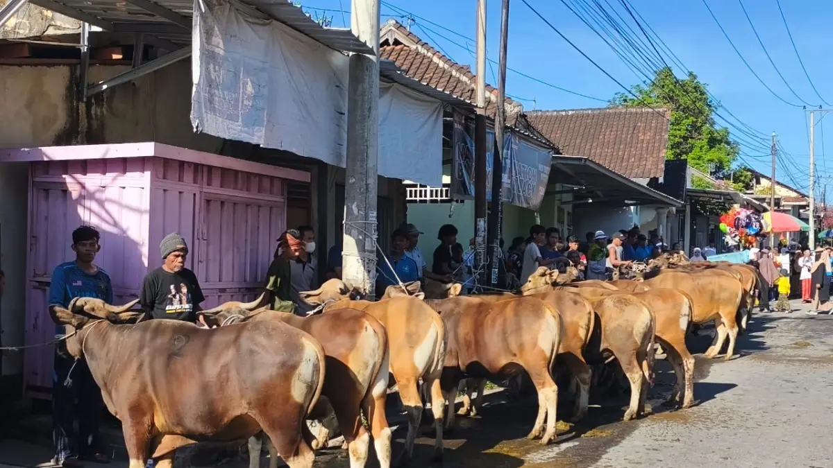 SAPI KURBAN: Puluhan sapi yang akan dikurban di masjid Al-Umary Kelurahan Kelayu, Kecamatan Selong. 